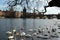 Swans near the Charles Bridge in Prague