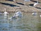 Swans, Nile geese, mallards