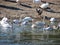 Swans, Nile geese, mallards