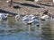 Swans, Nile geese, mallards