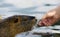 Swans and nutria near Vltava river