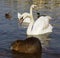 Swans and nutria near Vltava river