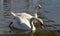 Swans and nutria near Vltava river