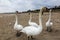 swans and other birds in late autumn on the beach in Swinoujscie