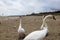 swans and other birds in late autumn on the beach in Swinoujscie