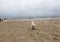 swans and other birds in late autumn on the beach in Swinoujscie