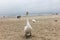 swans and other birds in late autumn on the beach in Swinoujscie