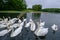 Swans and other water fowl on Waterloo Lake, Roundhay Park