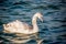 Swans and other waterfowls on the Sea