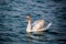 Swans and other waterfowls on the Sea