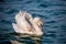 Swans and other waterfowls on the Sea