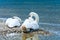 Swans pair on summer lake