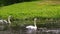 Swans pair. White birds swimming in river water