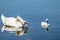 Swans in Pamvotida lake, Ioannina Epirus, Greece