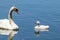 Swans in Pamvotida lake, Ioannina Epirus, Greece