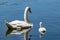 Swans in Pamvotida lake, Ioannina Epirus, Greece