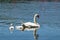Swans in Pamvotida lake, Ioannina Epirus, Greece