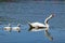 Swans in Pamvotida lake, Ioannina Epirus, Greece