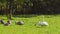 Swans parents and their children on the lawn