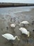 Swans, Pigeons, Ducks, Turnstones and Gulls at the Harbour