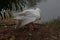 Swans playing in garden near lake