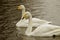 Swans playing in the lake