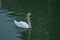 Swans on a pond in a city park.