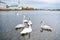 Swans in pond in reykjavik iceland. Swans gorgeous on grey water surface. Animals natural environment. Waterfowl with