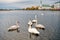 Swans in pond in reykjavik iceland. Swans gorgeous on grey water surface. Animals natural environment. Waterfowl with