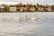Swans in pond in reykjavik, iceland. Swans with white plumage on water surface. Flock of waterfowl birds on suburban