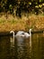 Swans by the poolside