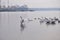 Swans in the port. Lebed swan spread its wings. A flock of swans in the foreground on the sea.