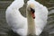 Swans portrait