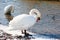 Swans preening in lake