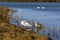 Swans preening themselves by the shore of Pitsford Reservoir, UK