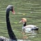 Swans and red ducks swim together in a pond