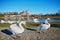 Swans on the Rhine bank with Breisach castle in the background