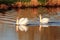 Swans on a river