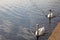 Swans on the river Exe in the city of Exeter in Devon