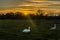 Swans on the river meadow of the river Stour at sunset on the western edge of Sudbury, Suffolk