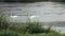 Swans on river in the rain