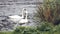 Swans on river in the rain