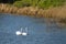 Swans on the river in Somerset