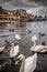 Swans in river Thames in city of Windsor