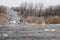 Swans on the river in winter. Ð›ÐµÐ±ÐµÐ´Ð¸ Ð½Ð° Ñ€ÐµÐºÐµ Ð·Ð¸Ð¼Ð¾Ð¹.
