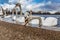 Swans at round pond in Hyde park, London