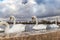 Swans at round pond in Hyde park, London