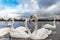 Swans at round pond in Hyde park, London