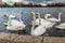 Swans at round pond in Hyde park, London