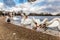 Swans at round pond in Hyde park, London